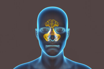 Canvas Print - Anatomy of paranasal sinuses