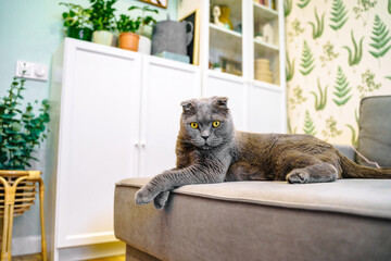 Wall Mural - Grey cat scottish fold lies and rests on the sofa in the modern living room with a white shelving