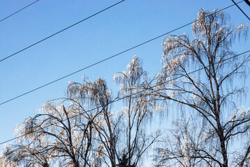 Wall Mural - sunlit iced tips of frozen birch trees in city park on cold winter day