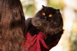 Britisch Langhaar Katze imposant und edel schwarzer Panther mit orangen Augen