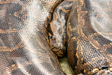 Poster - Closeup shot of the Royal python (Python regius) lying twisted on the ground