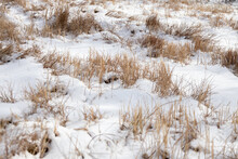 Prairie Grass In Snow