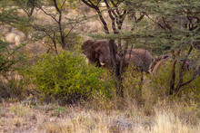 African Elephant Herd Hidden In Dense Thorn Trees And Bush. Animals Covered With Dark Brown Mud. Samburu Reserve, Kenya
