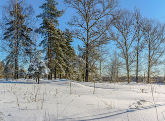 Sunny March day in the pine forest of the Leningrad region