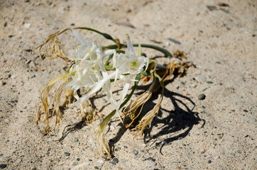 flowering plant on a sandy beach