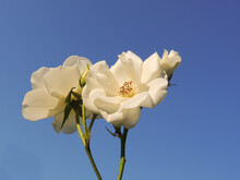 White Roses Against A Blue Sky