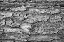Closeup Grayscale Shot Of An Old Pine Tree Bark Texture