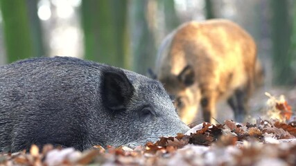 Wall Mural - cute swine sus scrofa family on the food trip in dark forest. group of wild boar, mother care about 
