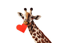Giraffe Holding Red Heart Card In The Mouse Love Valentine Concept Isolated On White