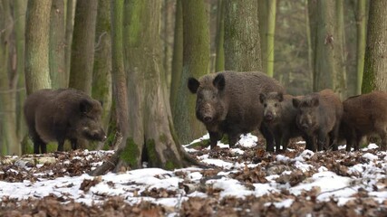 Wall Mural - wild boar sus scrofa group fearfully staring in dark forest. group of wild boar on background natura