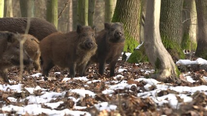 Wall Mural - wild boar sus scrofa group fearfully staring in dark forest. group of wild boar on background natura