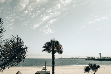  palm trees on the beach