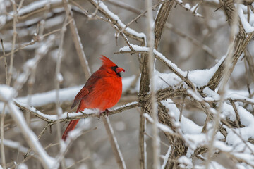 male northern cardinal eating a red berry on a snow-covered branch.