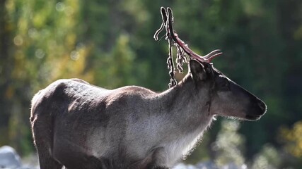 Wall Mural - mountain caribou in the wild