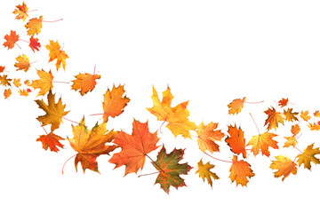 many autumn leaves moving by gust wind on white background