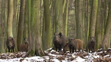 Wild Boar Sus Scrofa Group Fearfully Staring In Dark Forest. Group Of Wild Boar On Background Natural Environment Of Deep Woods. Wildlife Footage.