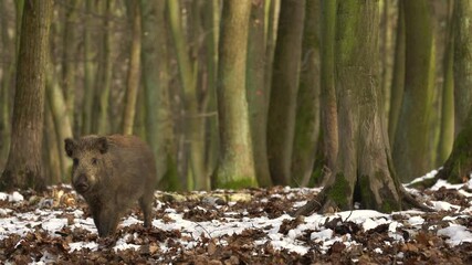 Wall Mural - wild boar sus scrofa group fearfully staring in dark forest. group of wild boar on background natura