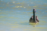 Fototapeta Do pokoju - Swimming Pelican