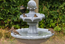 Small Birds Bathing In A Back Garden Fountain In The Summer