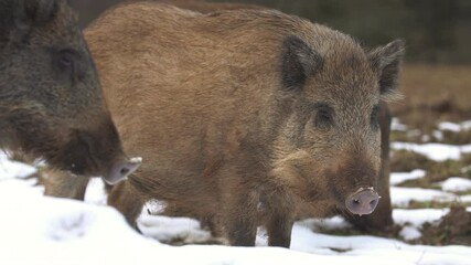 Wall Mural - wild boar sus scrofa group on the food trip in dark forest. group of wild boar on background natural
