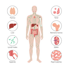 Sticker - Lymphatic System Concept