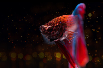 Wall Mural - Betta fish, siamese fighting fish (Halfmoon betta )isolated on bokeh black background