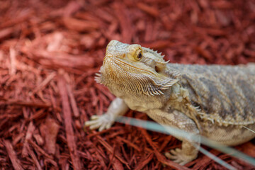 Wall Mural - Portrait of a bearded dragon / Pet reptile 