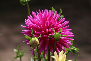 close up of a pink flower