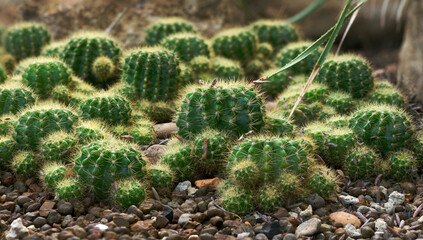 Green round cactus plants on the rocks