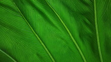 Textur Makro Blatt Tropischer Pflanze