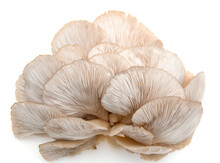Fresh Oyster Mushrooms On A White Background