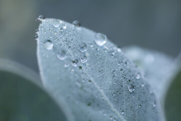 water drops acacia leaf macro