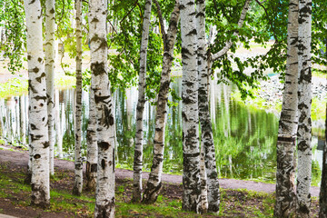 Natural background. Birch grove near the pond in the spring. Green eco-friendly forest park of trees in the morning on a warm sunny day.