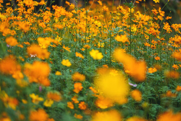 Wall Mural - Yellow cosmos flowers blooming in the garden