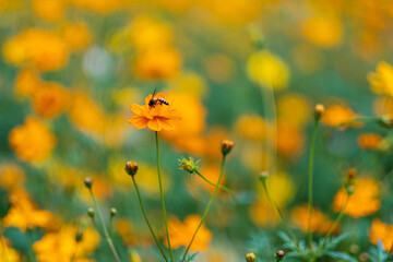 Wall Mural - Bee on yellow cosmos flowers in the garden