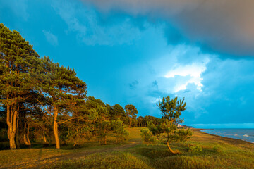 Wall Mural - beach and sea on a cloudy day in the shade of the pines landscape