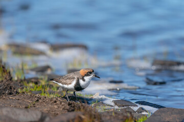 Wall Mural - The two-banded plover (Charadrius falklandicus)