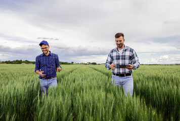 Wall Mural - Two young farmers standing in green wheat field examining crop.