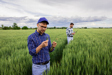 Wall Mural - Portrait of farmer standing in green wheat field with his colleague in background.