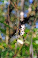 Poster - Seidenspinne // Golden orb-web spider (Nephila pilipes), Sri Lanka