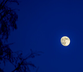 Wall Mural - Moon above trees in the dark blue night sky with silhouettes from the branches.