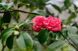 Beautiful flowering of Camellia japonica in Portugal
