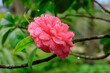 Beautiful flowering of Camellia japonica in Portugal