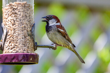 Wall Mural - Sparrow feeding on a bird feeder which is a common garden songbird bird found in the UK and Europe, stock photo image with copy space