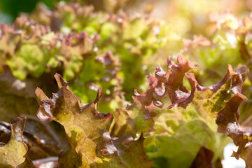 Wall Mural - Close up hydroponic plants in vegetable garden farm in home. Red oak lettuces leafs in organic modern farm under sunlight. Growing in the plastic tray. Healthy and quality in smart agricultural