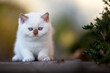 Luxus Katze BKH vom Züchter edel und imposant