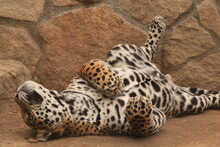 Leopard In The Zoo Sleeping
