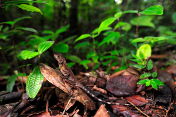 Wall Mural - Wiegmanns Agame // Sri Lankan kangaroo lizard (Otocryptis wiegmanni)