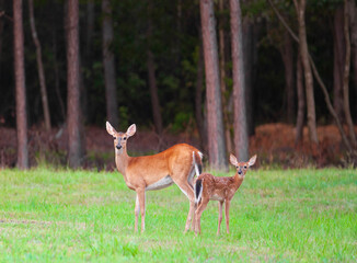 Poster - Whitetail fawn and mom