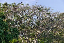 Indian House Crows